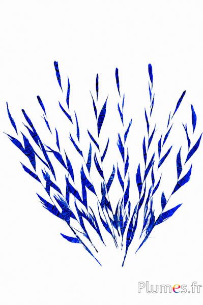 Goudfazant Aar - 25-35 cm - blauw